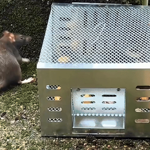 🌞Fris De Lente In Met 50% Korting!🐭Automatische Herbruikbare Muizenval met Eenrichtingsdeur – Grote Gegalvaniseerde Muizenkooi voor Continue Vangst