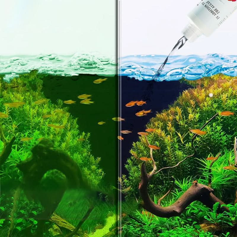 Effectieve algenbestrijding voor aquariums