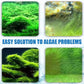 Effectieve algenbestrijding voor aquariums